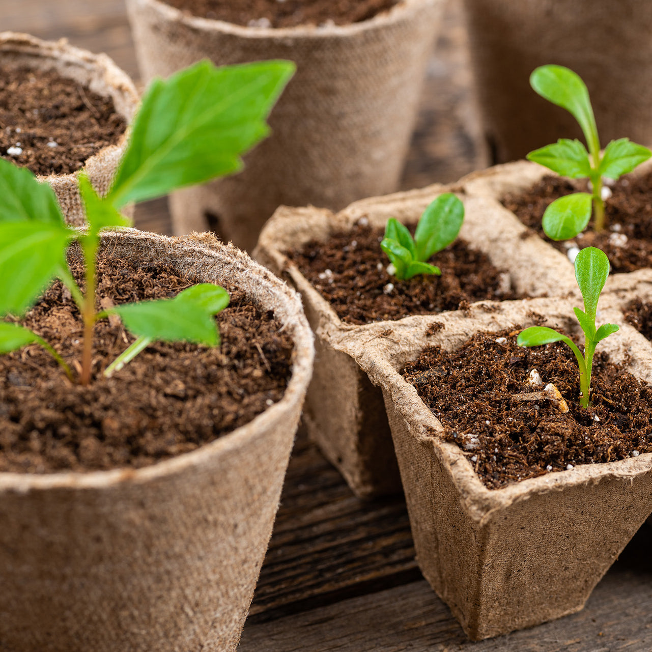 Selection of seedlings groing in eco pots