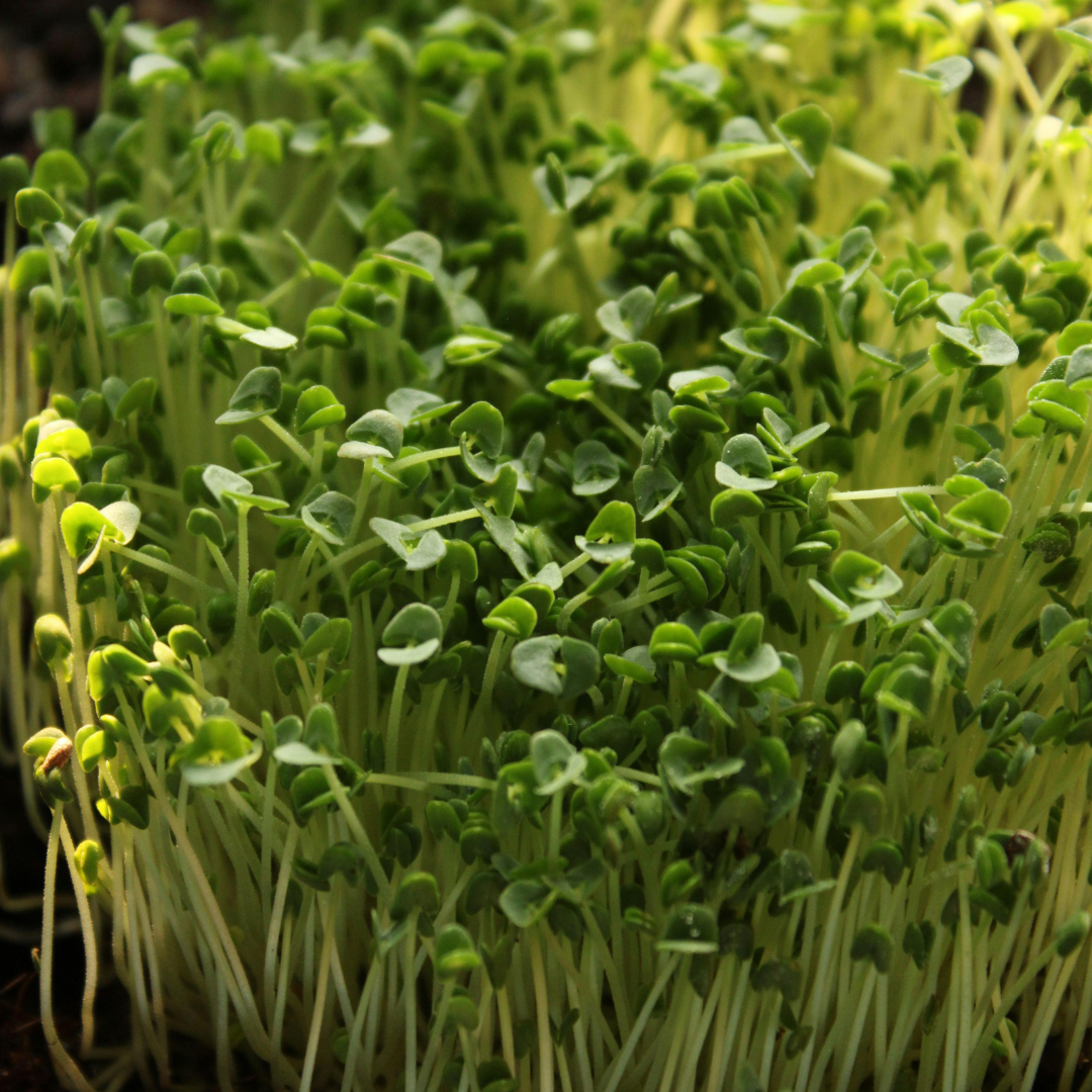 Close-up of fresh green cress