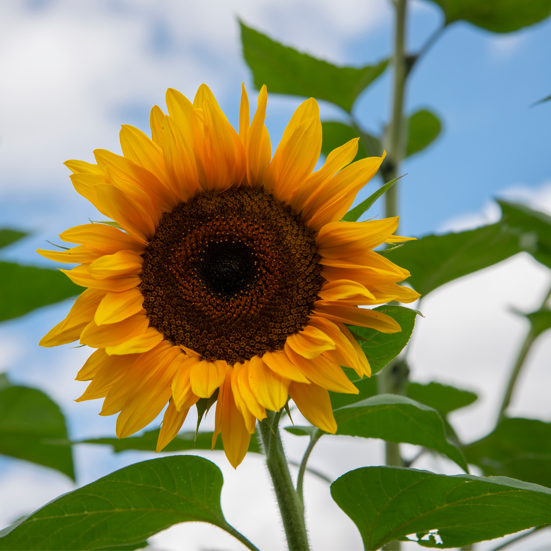 Sunflower with green leaves against a blue sky