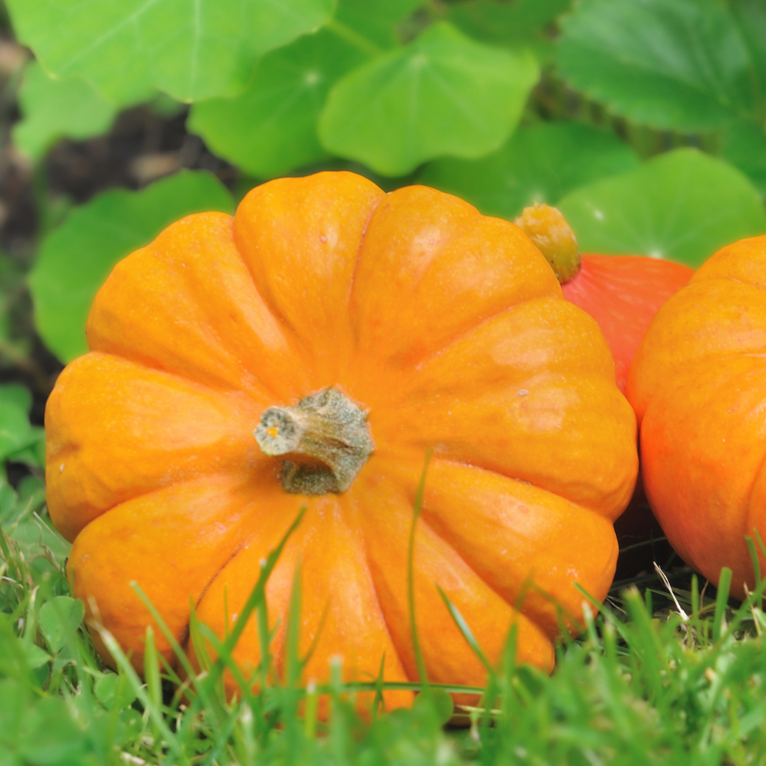 Orange pumpkins on grass with green leaves in the background