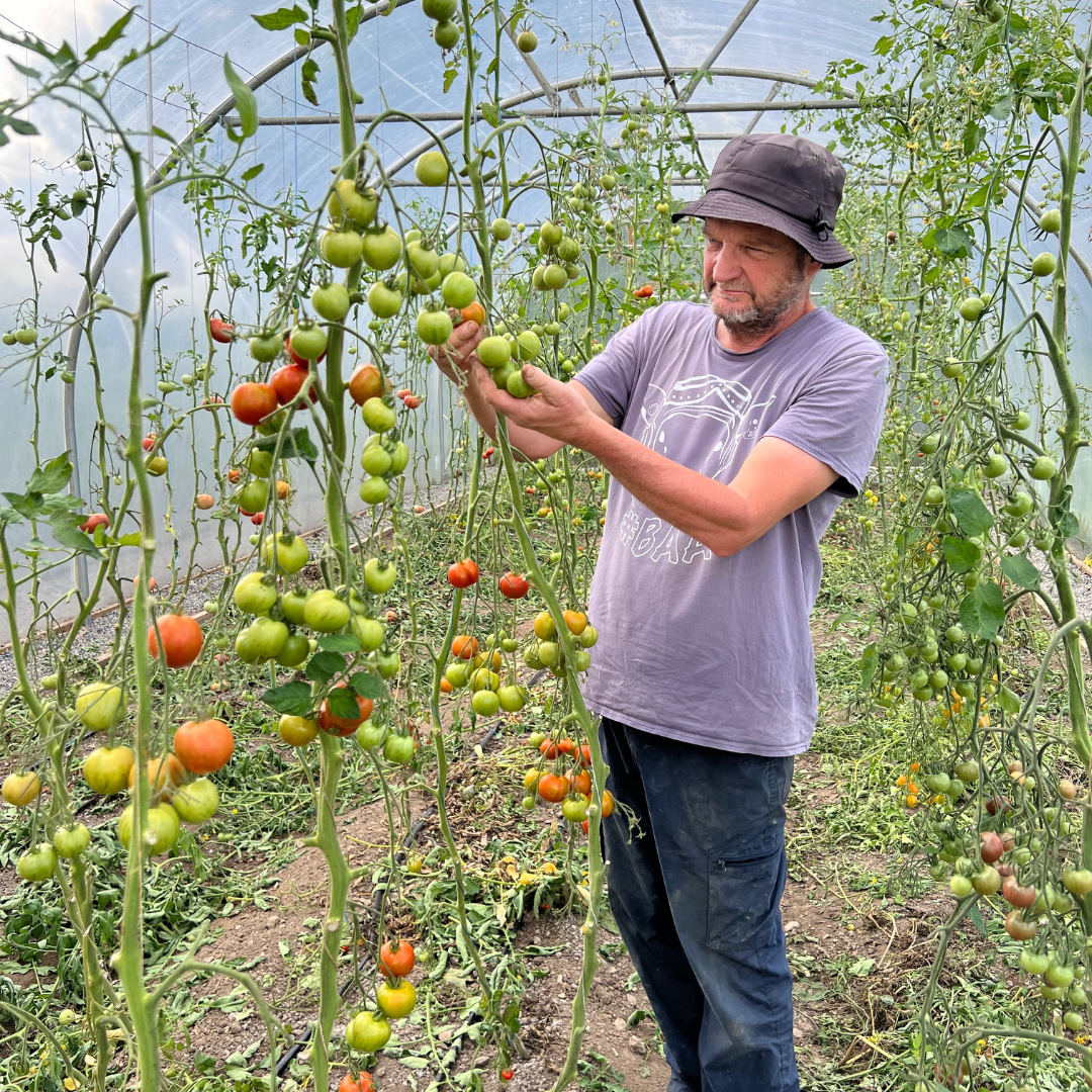 Richard wearing a grey bucket hat and a light purple t-shirt harvests green and orange tomatoes from a vine in a greenhouse.