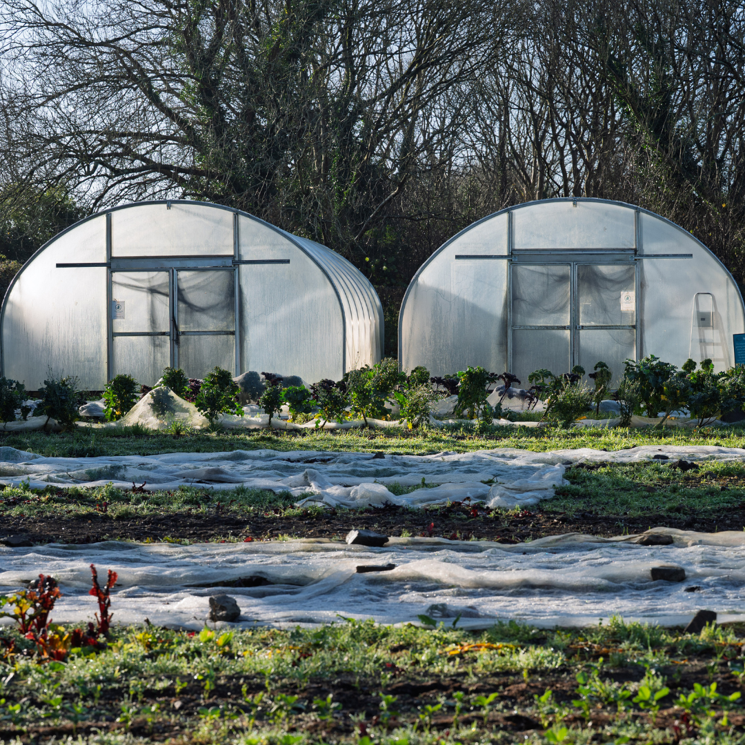 A shot of the GROW HQ polytunnels surrounded by vegetables growing in the ground.