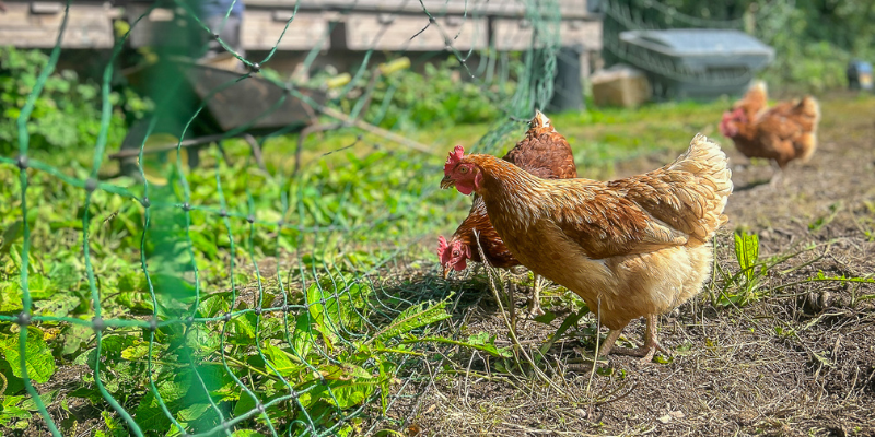 GIY Farm hens pecking at the ground