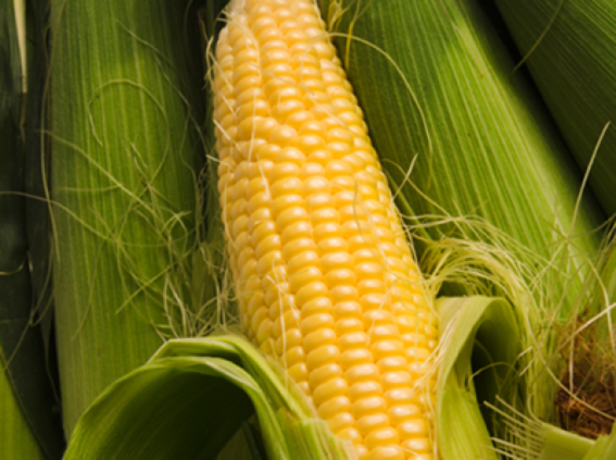 Sweetcorn – GROW HQ