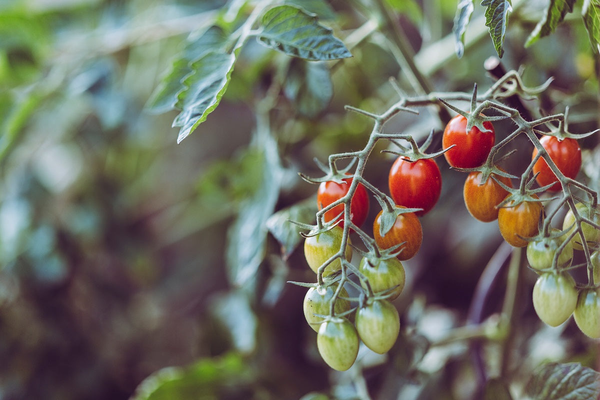 Mick Kelly explains transplanting tomatoes