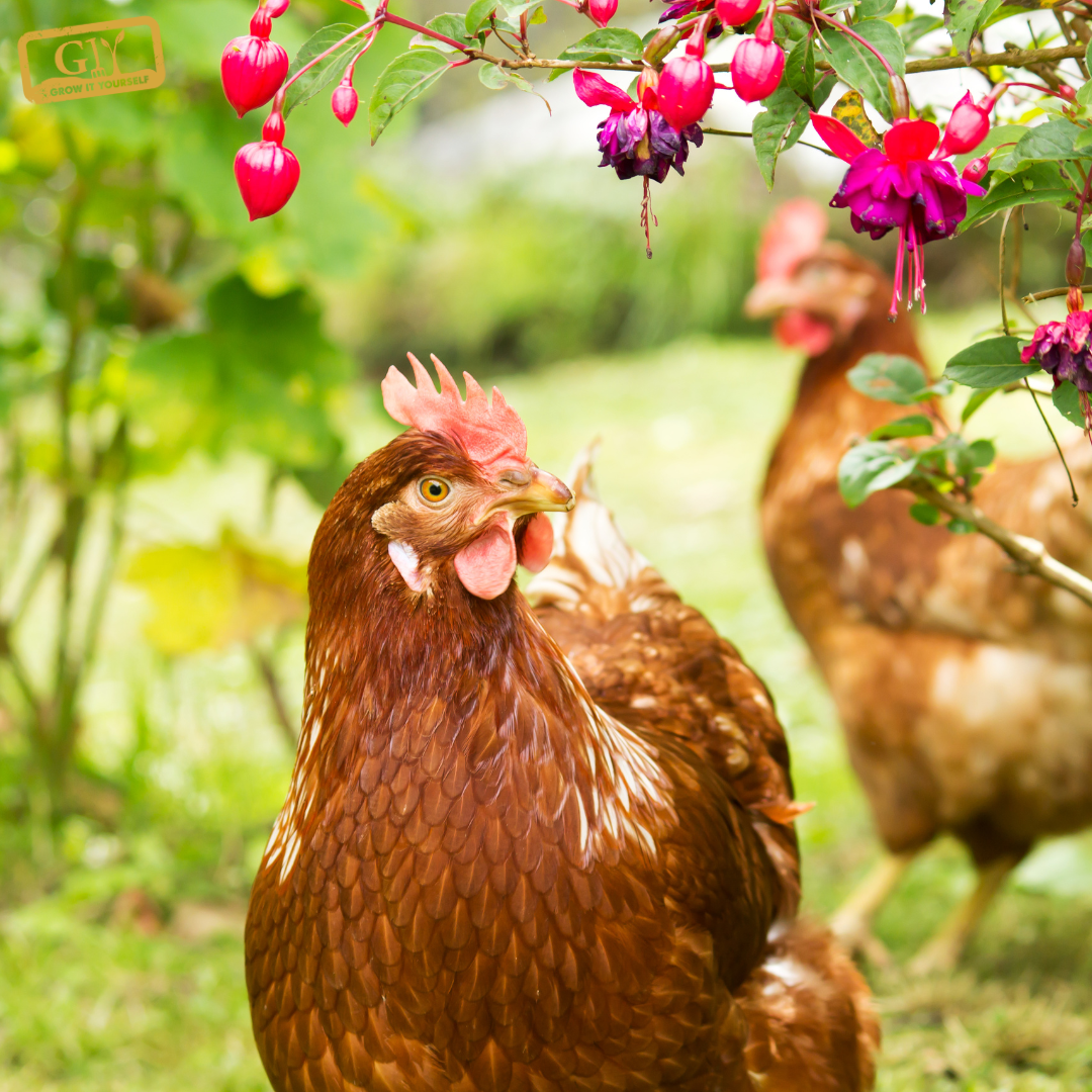 Image shows a happy, healthy hen