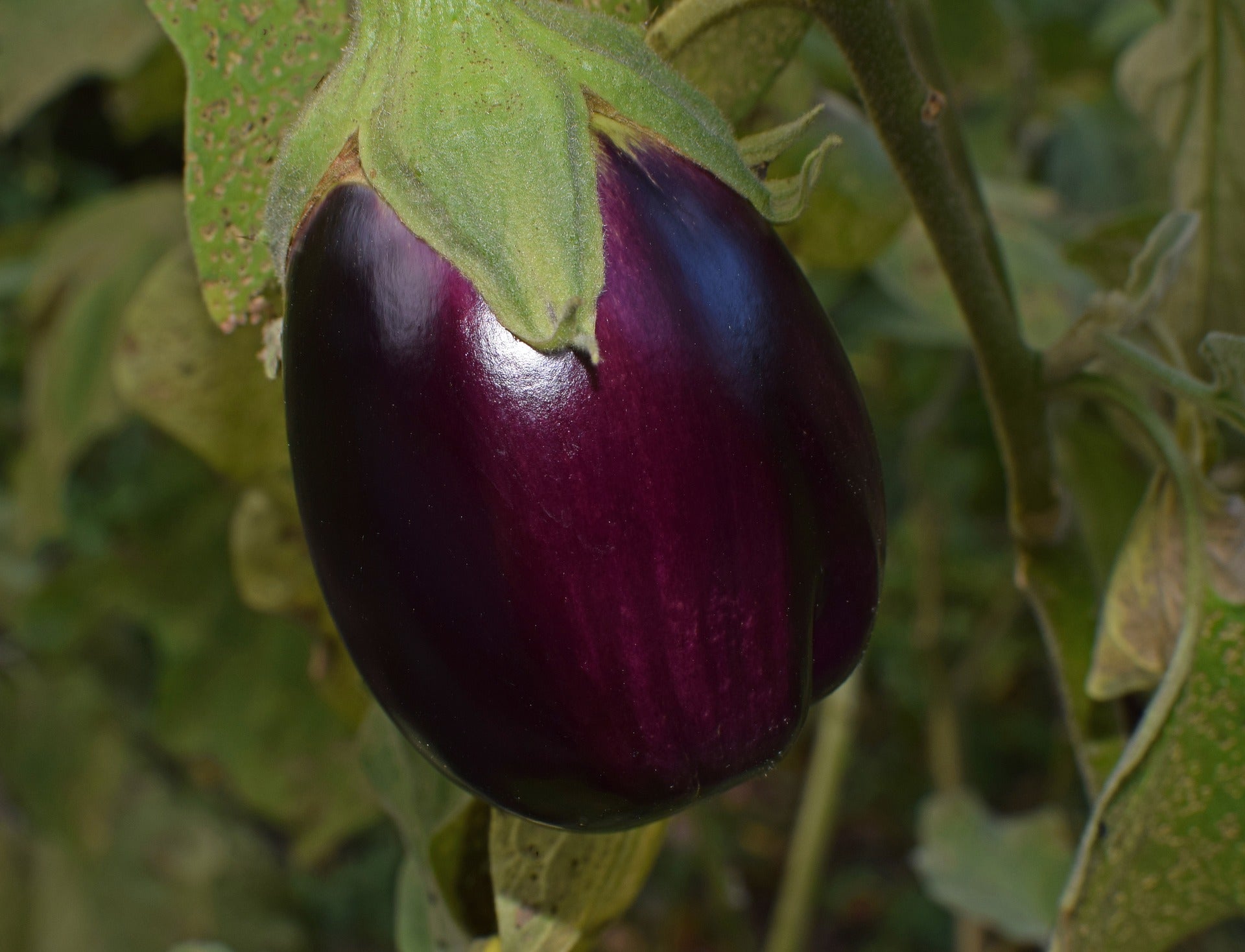 growing aubergines 