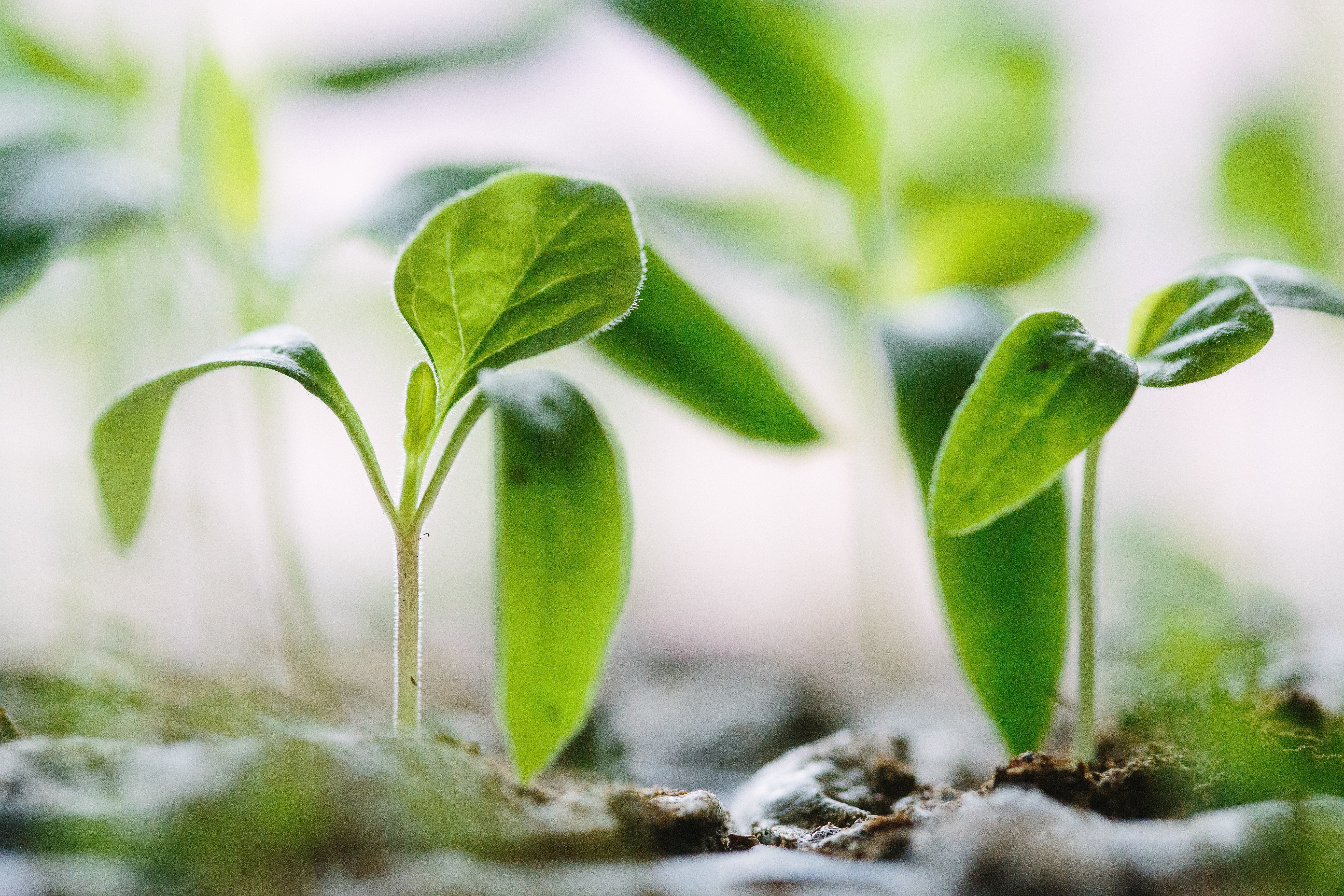 Richard ramblings, premature germination, seedlings, seed sowing and soil temperature. 