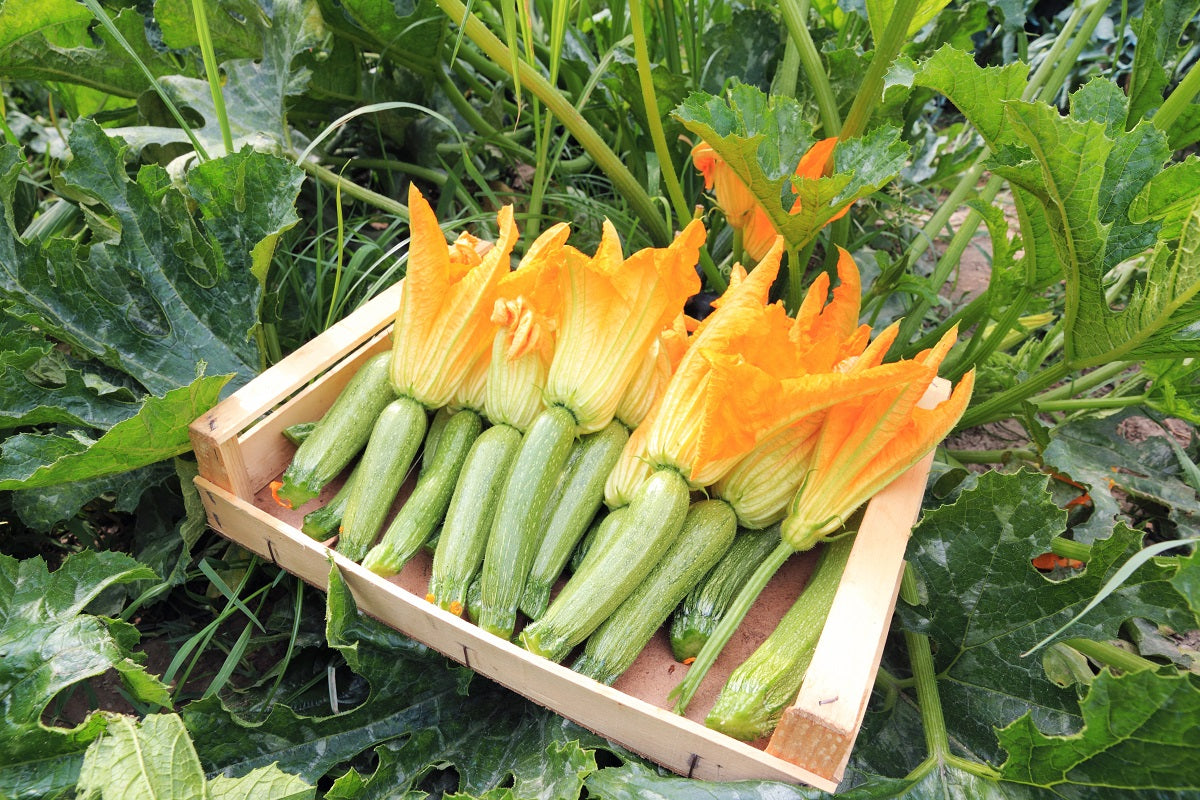 The Basics – Sowing Courgettes