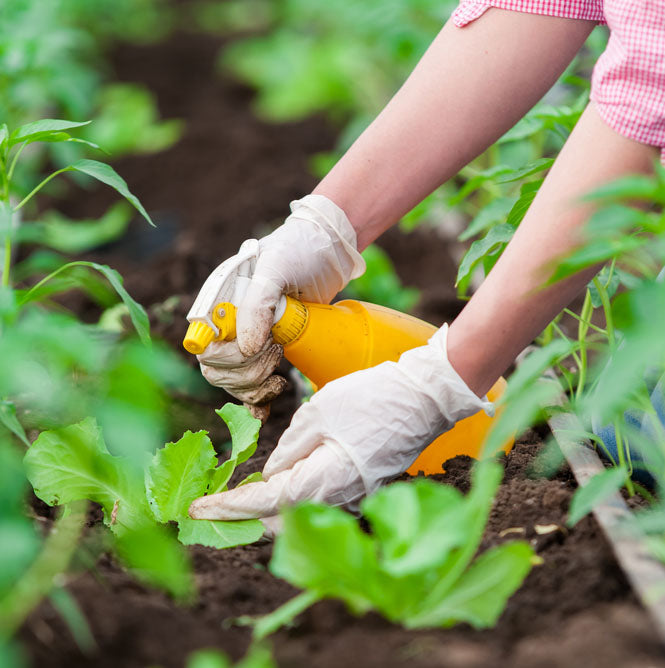 The Basics by Michael Kelly -  Bacillus thuringiensis