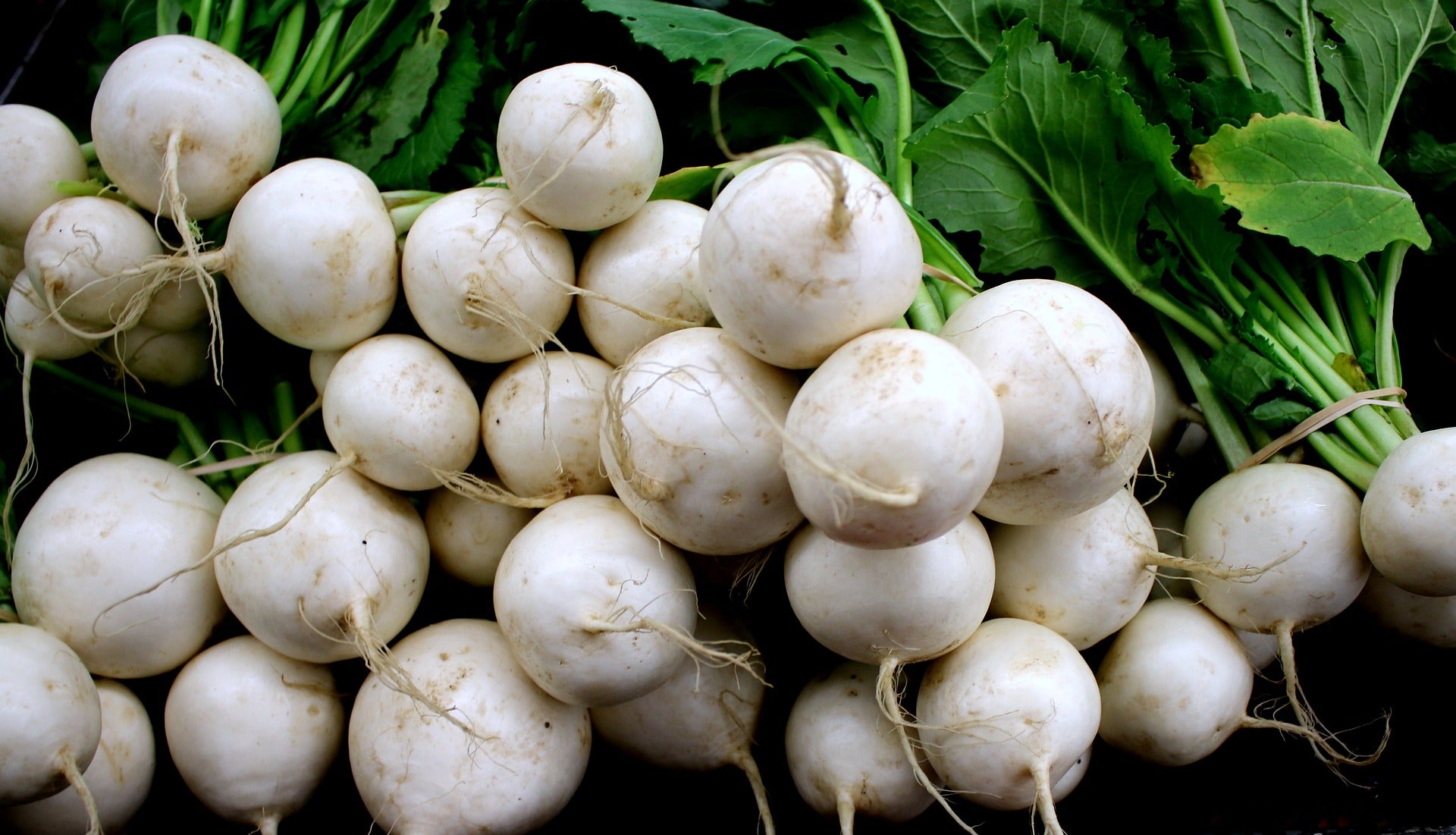 The Basics by Michael Kelly - Sow Turnips