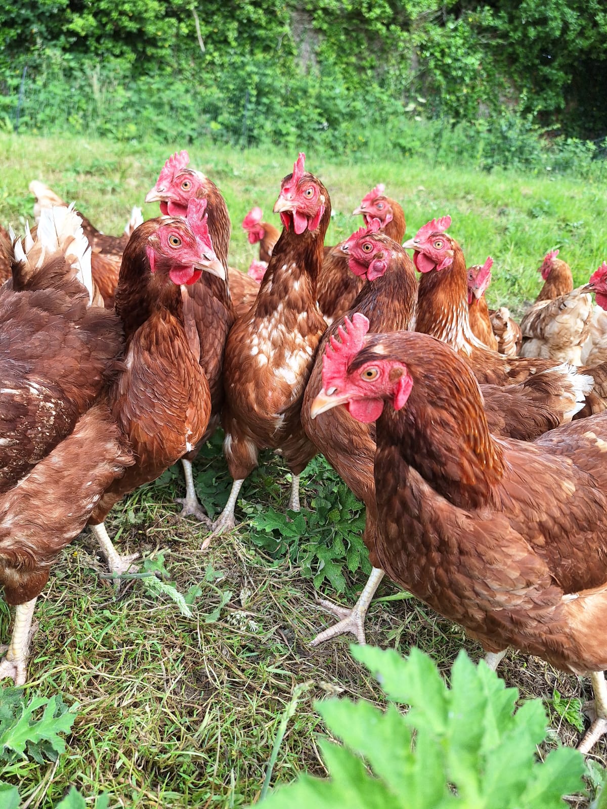 Retiring GIY Farm Hens