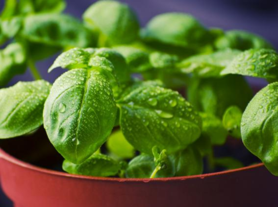 Basil in a pot