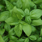 Close-up of a basil plant with green leaves