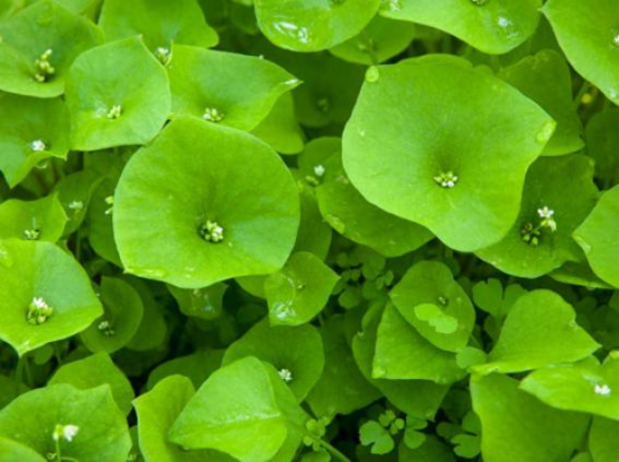 Claytonia growing at home