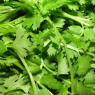 Close-up of fresh coriander leaves