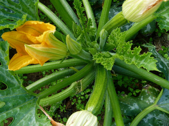 Courgettes growing in the ground at home