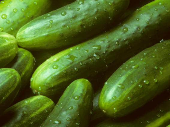 Cucumber veg directory