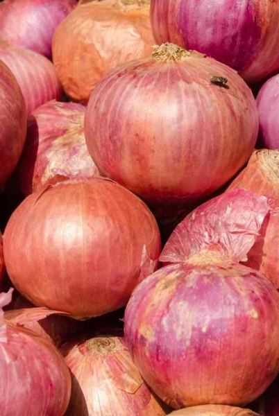 colored strawberry seeds Onion Seeds