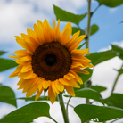 Sunflower with green leaves against a blue sky