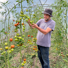 Richard wearing a grey bucket hat and a light purple t-shirt harvests green and orange tomatoes from a vine in a greenhouse.