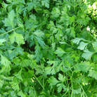 Close-up of fresh green parsley leaves