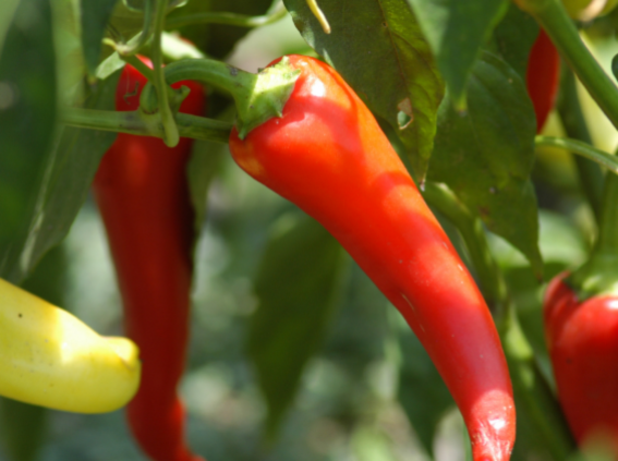 Red Peppers growing on a plant