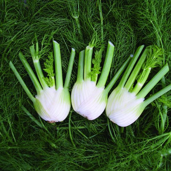 Veg fennel seeds sow grow harvest Ireland