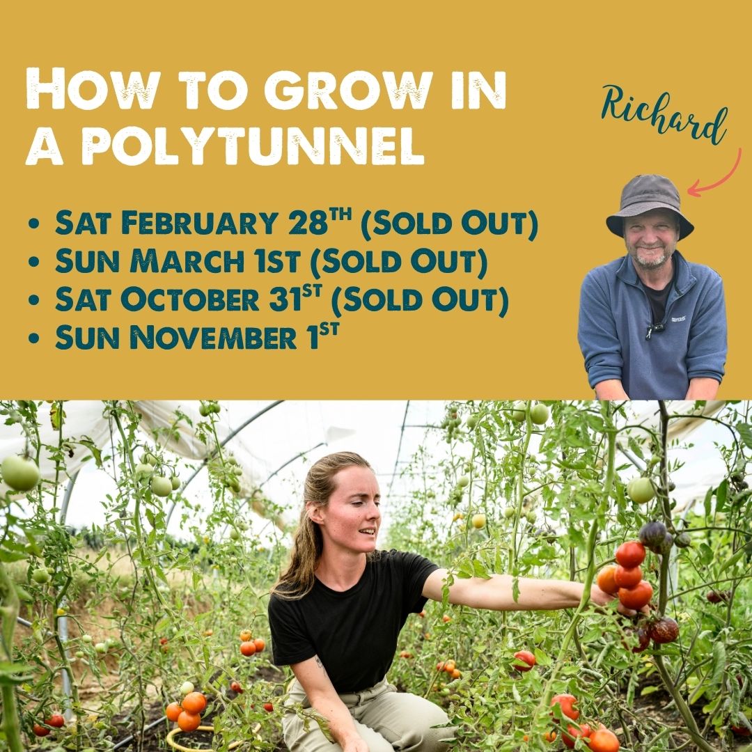 How to Grow in a Polytunnel with Richard